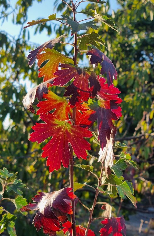 Солнечный осенний день - Наталья 