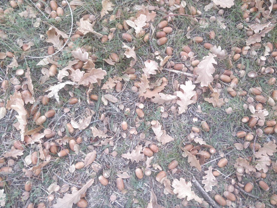 Желуди - Андрей Хлопонин