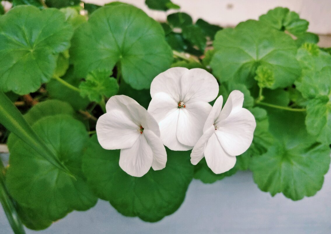 Красивые - Андрей Хлопонин