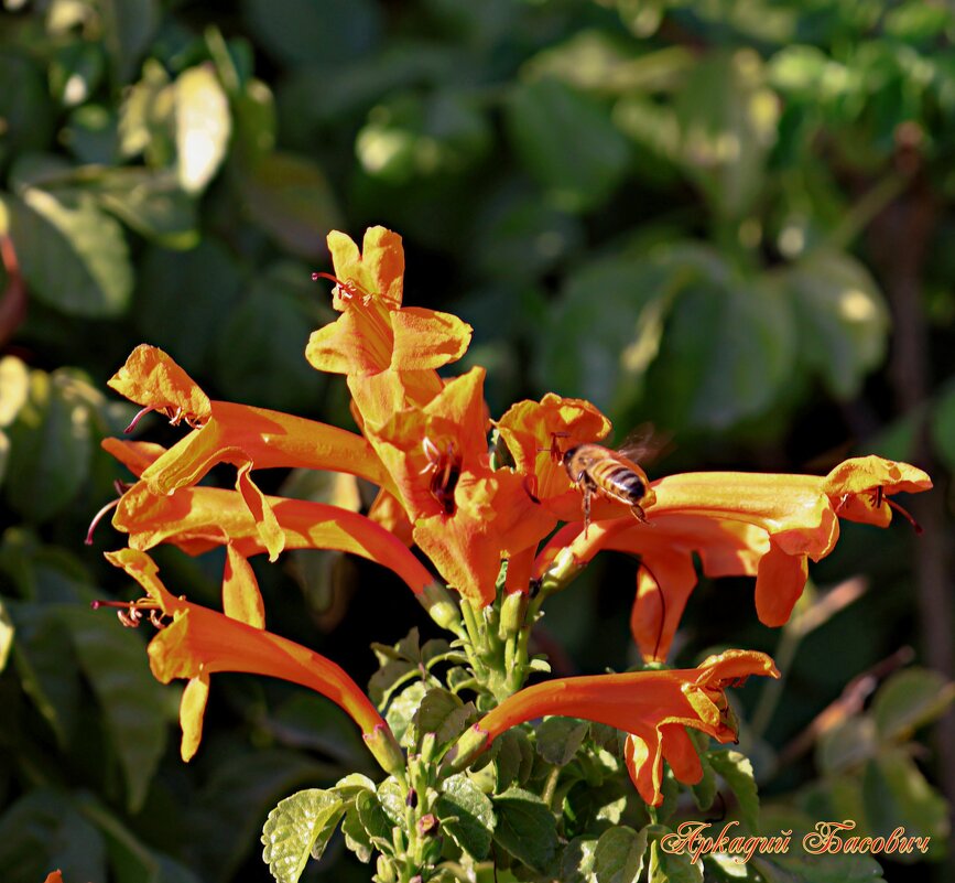 Сентябрь в Израиле - Аркадий Басович