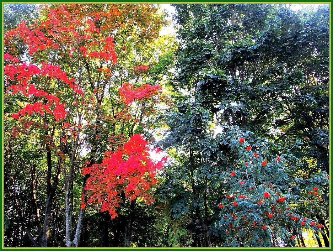 Осень царствует в природе - Ольга Довженко