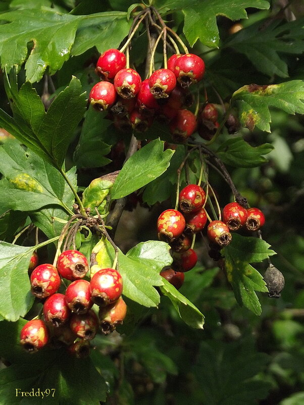 Боярышник - Freddy 97