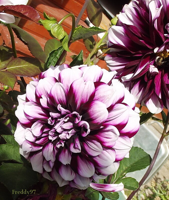 Георгин - Freddy 97