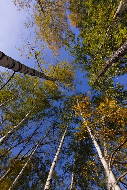 Среди берез - светлана льдокова