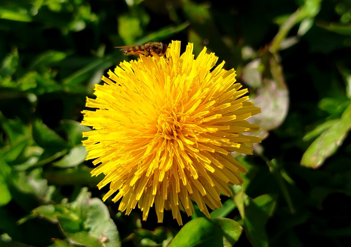 Одуванчик в октябре - светлана льдокова