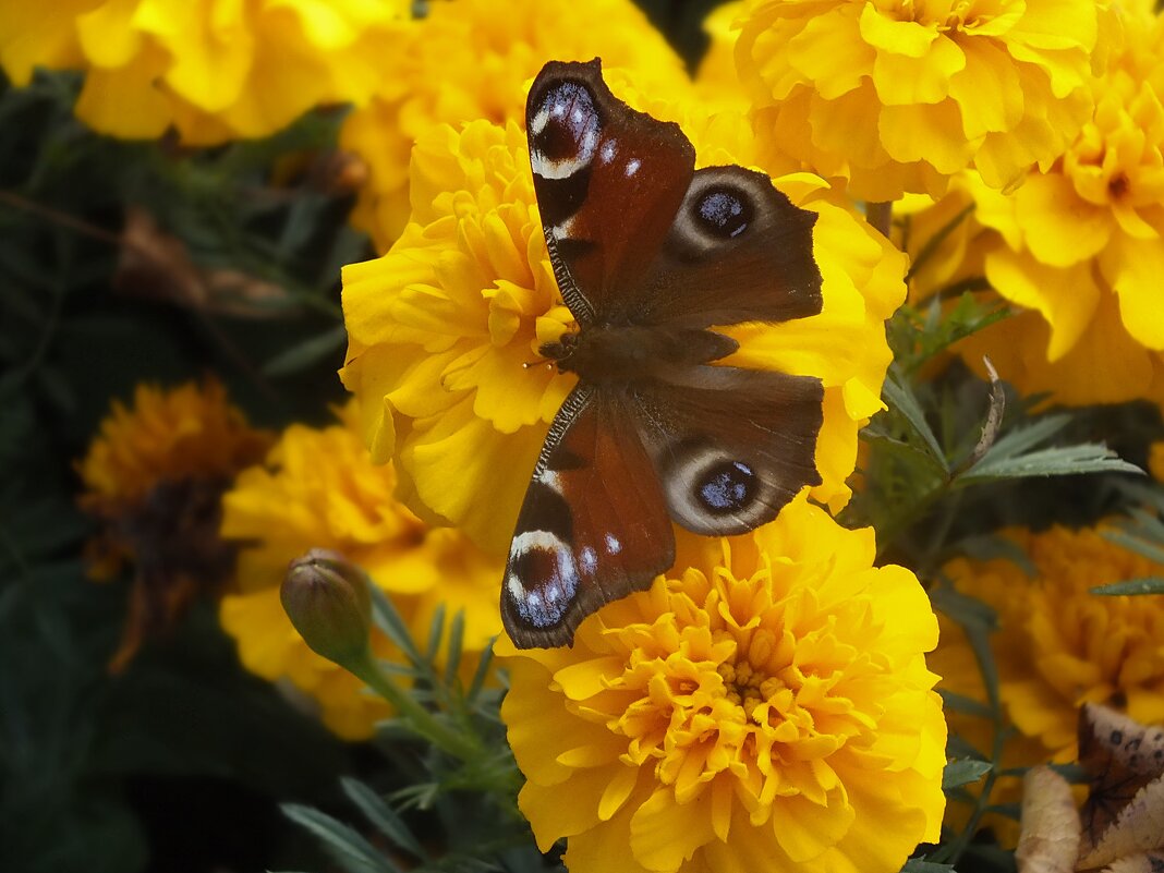 ** - Зоя Мишина