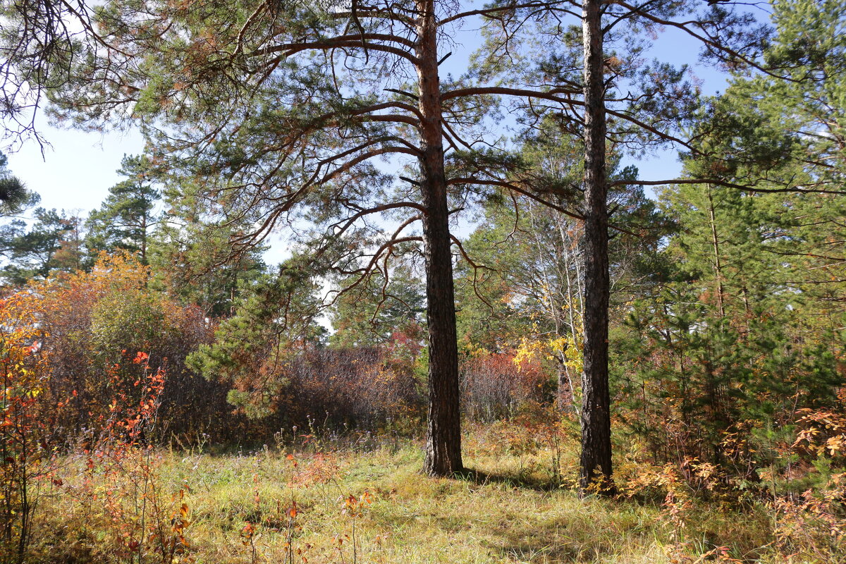 Лесная полянка - Мишель71 