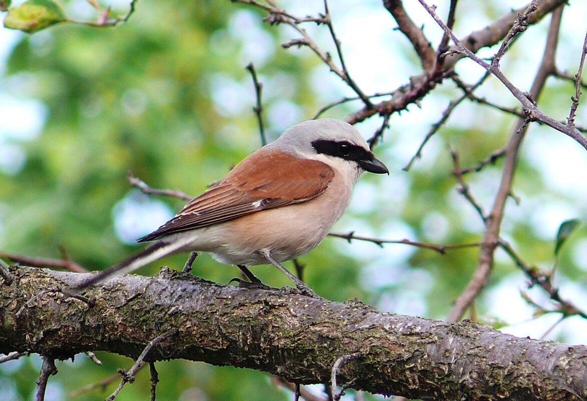 Сорокопут жулан - Елена Елена Сорокопут жулан - Елена Елена