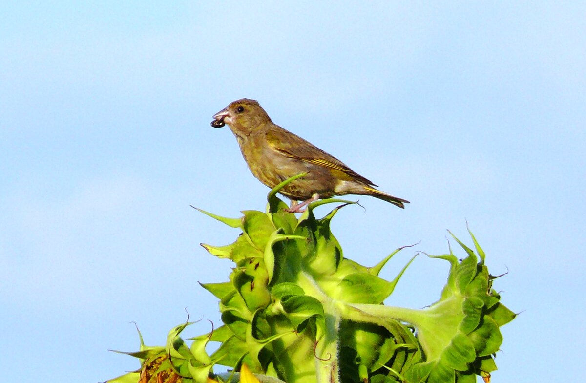 Похититель семечек - Елена Елена