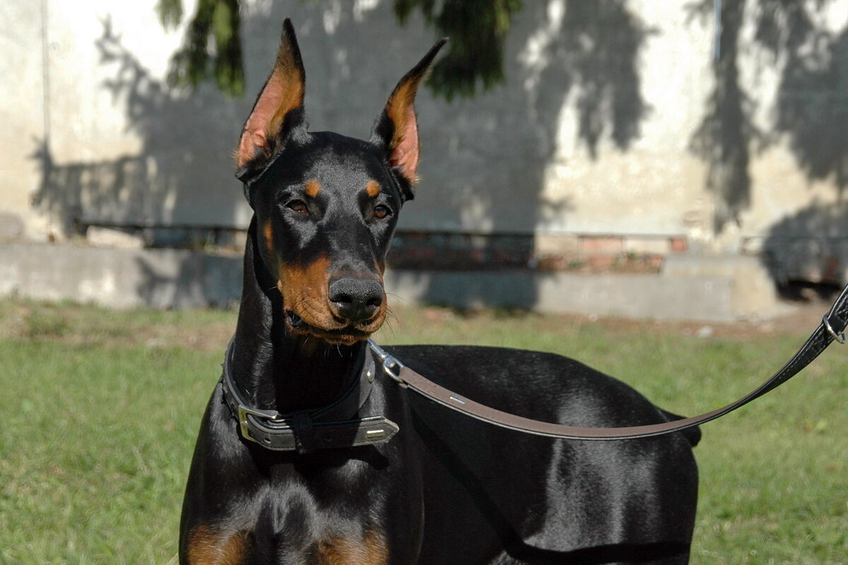 ... - Елена Пономарева