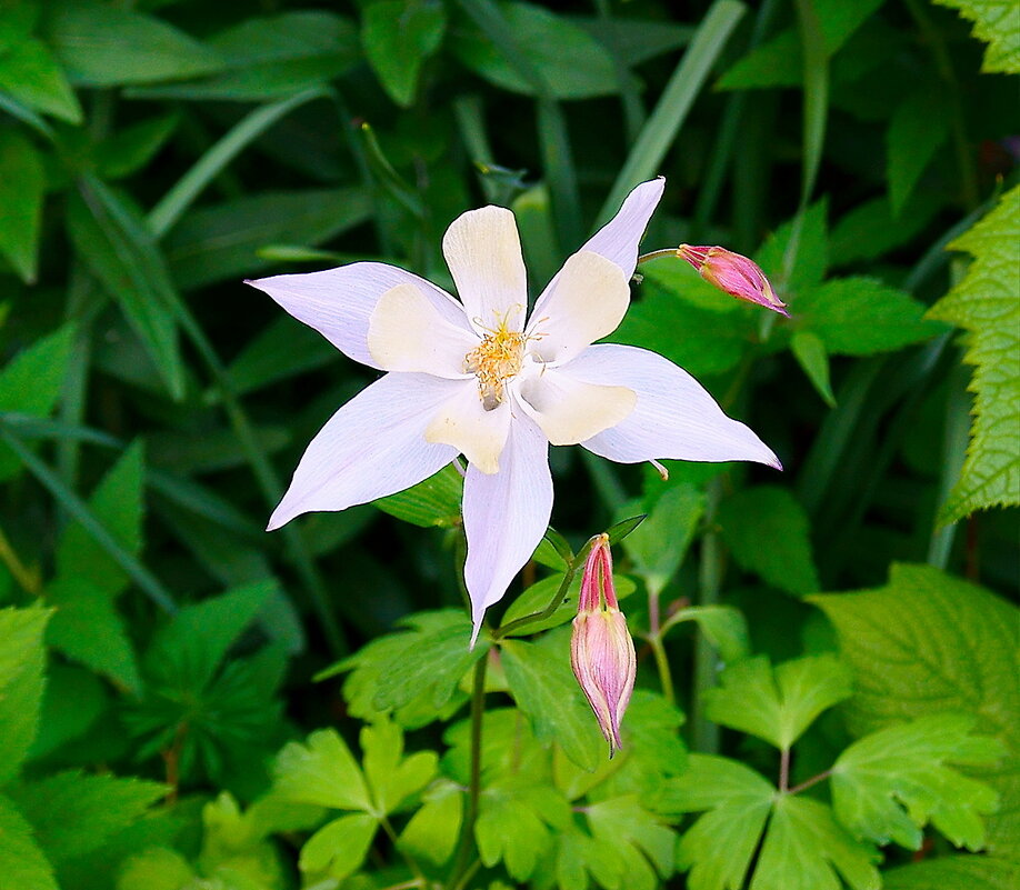 Городские цветы... - Игорь Тельцов