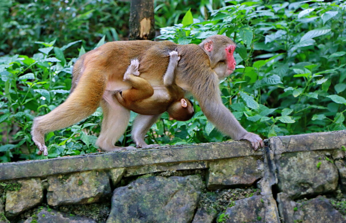 встречи  в горных лесах Китая - Andrey Bragin 