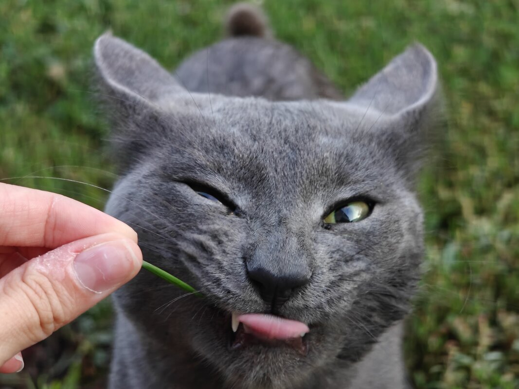 Серый кот - Надежда 