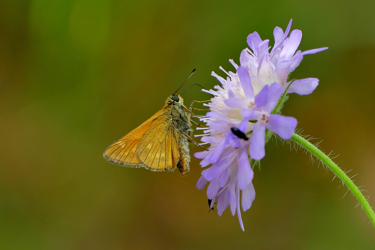 опять про бабочек 27 - Александр Прокудин