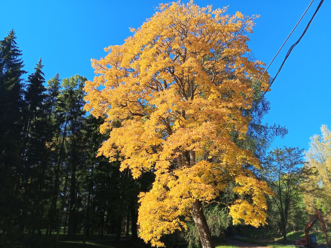 Осень - Сапсан 