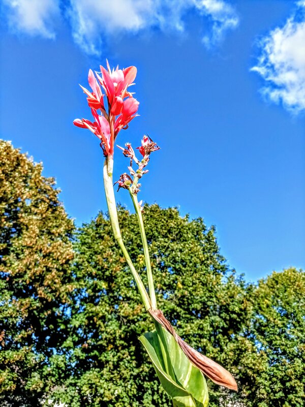 Канна - Veera V