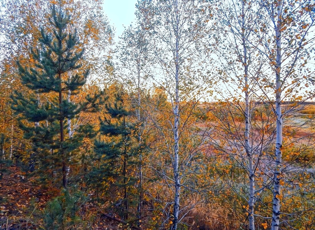 Меж берёз и сосен тихо бродит Осень! - Елена Хайдукова  ( Elena Fly )