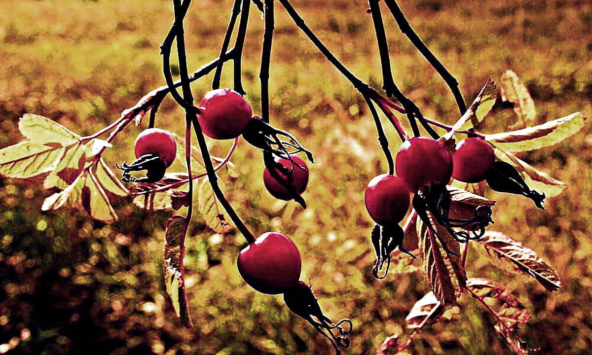 Сентябрь...Витаминные капсулы! - Владимир 