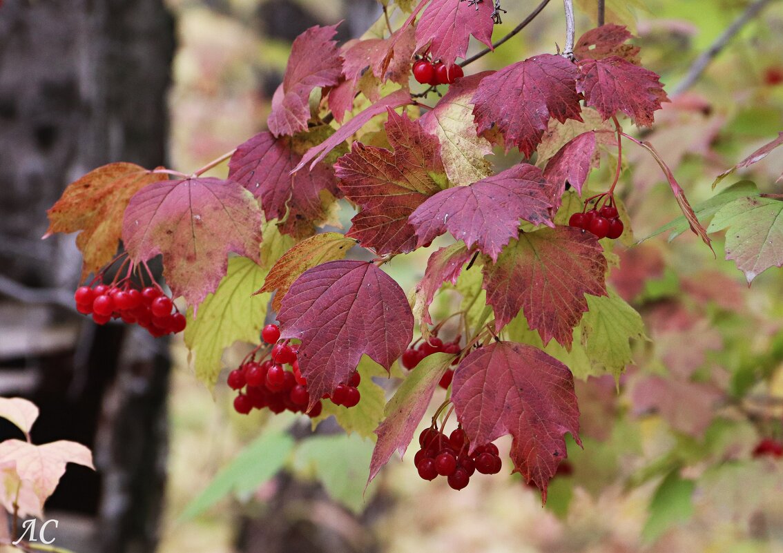Калина вызрела - Любовь Сахарова