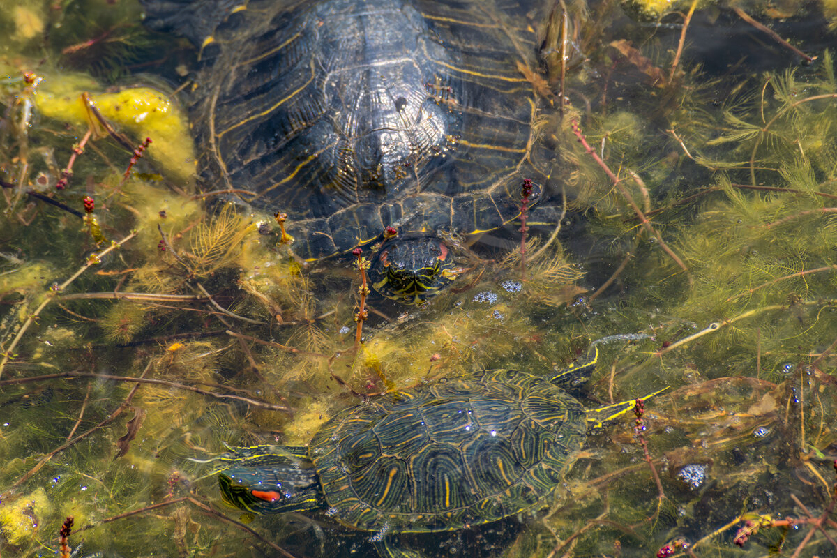 Красноухая черепаха - Игорь Сикорский
