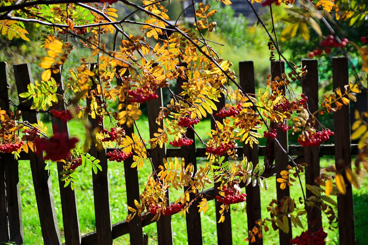 Осенний этюд. - Владимир Мигонькин