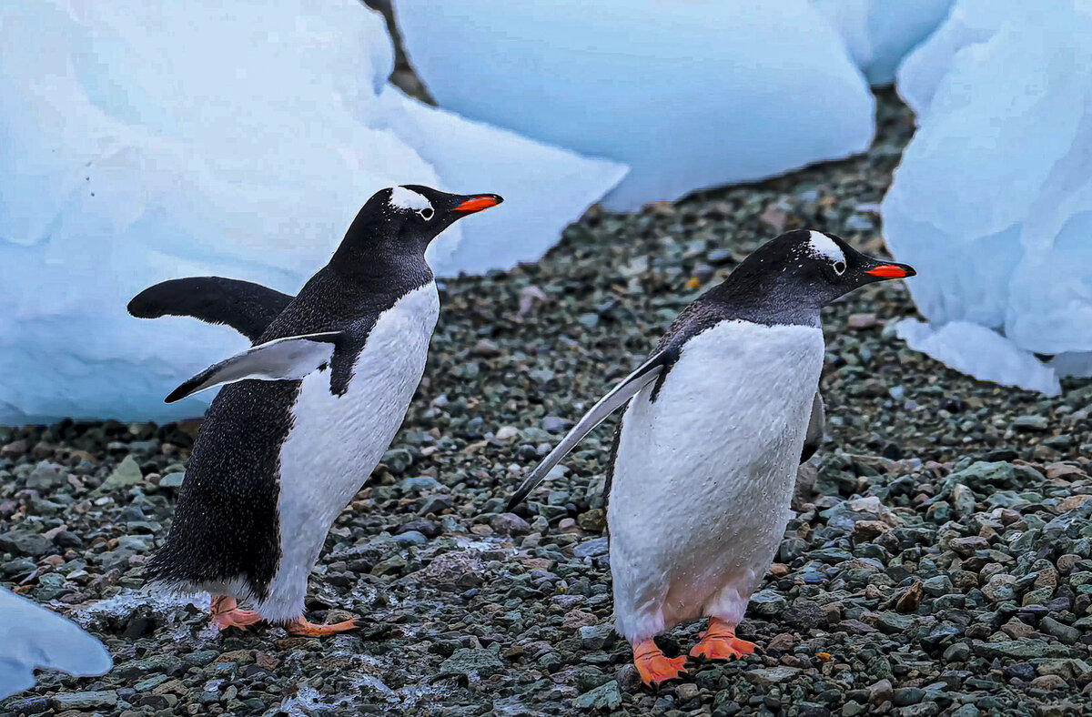 Антарктический пингвин - Aleksey Afonin