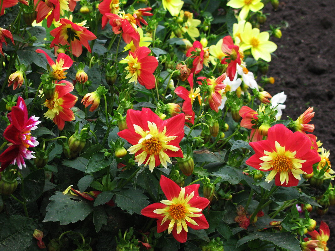 Красота в саду - Людмила Смородинская