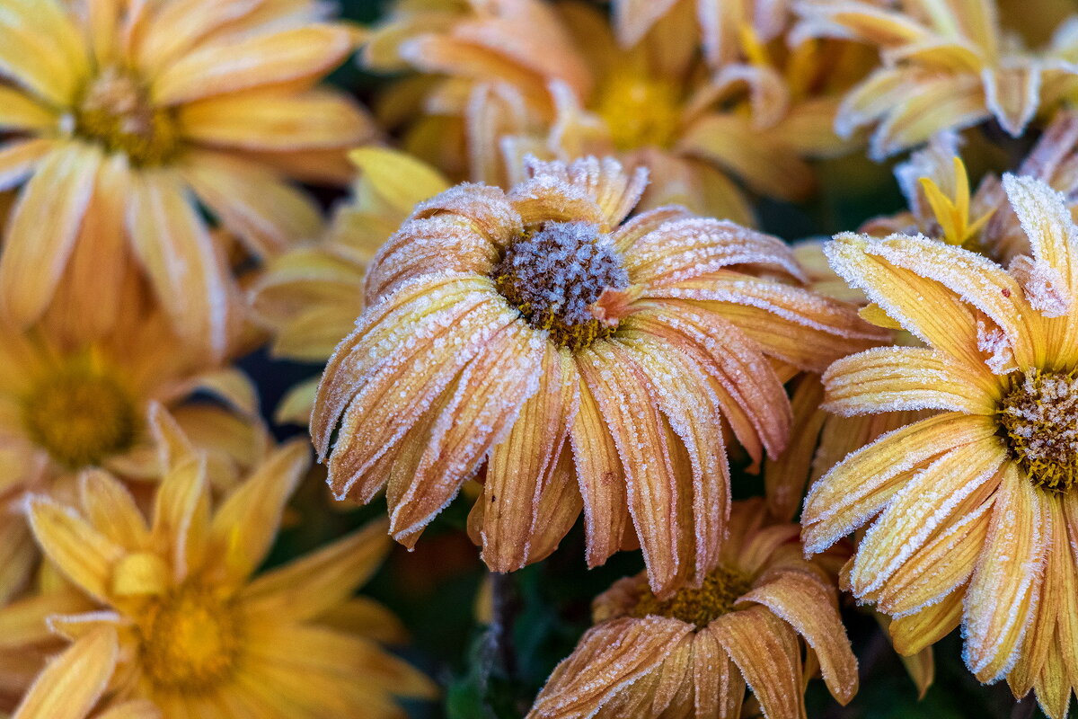 Картинка из первооктябрьского утра. - Анатолий. Chesnavik. Картинка из первооктябрьского утра. - Анатолий. Chesnavik.