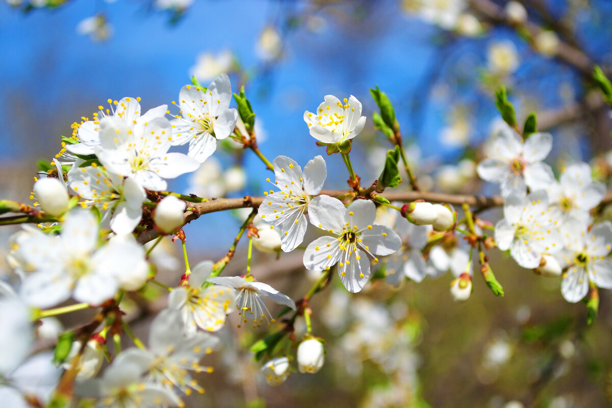 Цветущая черемуха - Александр Лычагин
