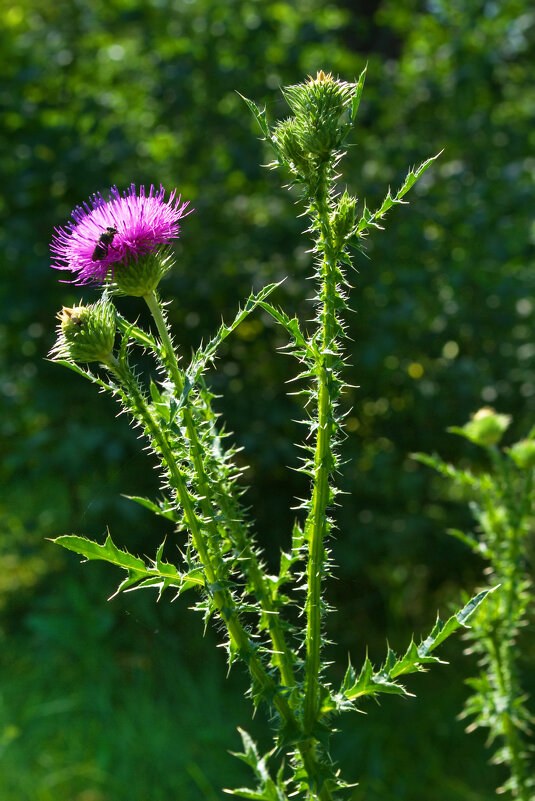 Чертополох - Александр Лычагин