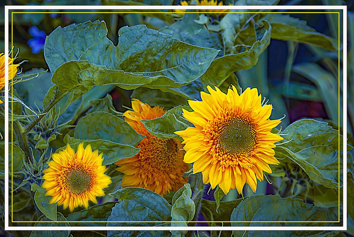 Подсолнушки - Владимир Кроливец