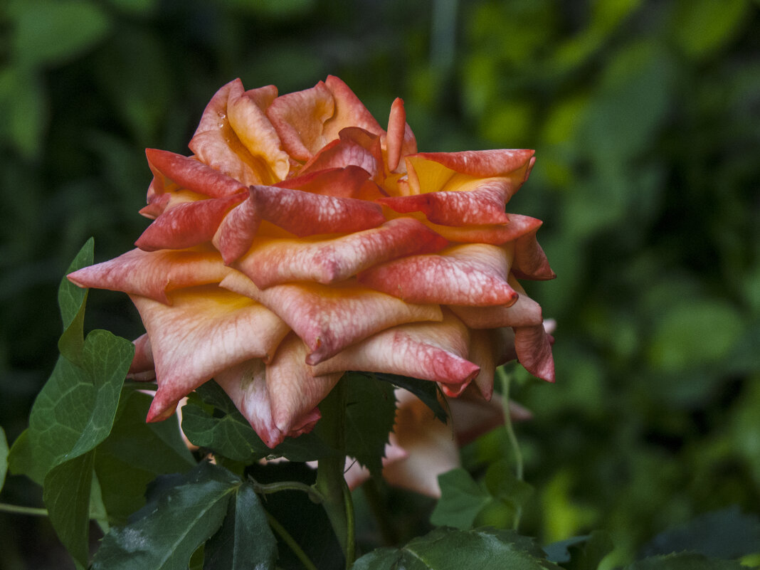 Сибирская  императрица - Валентин Семчишин