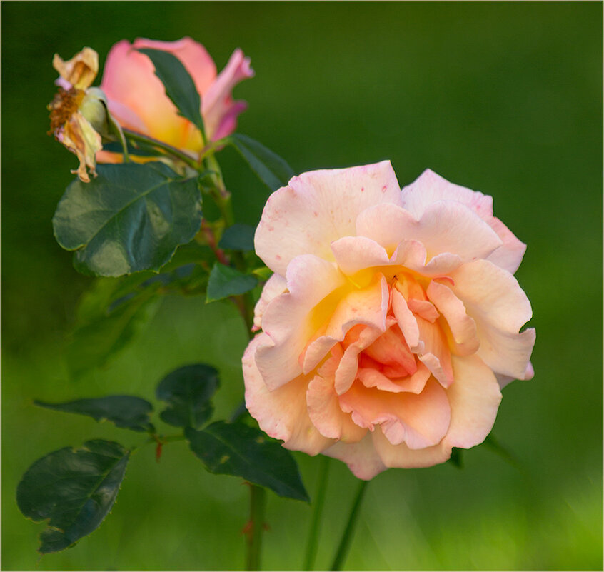 Про жизнь розы... - Ирина С