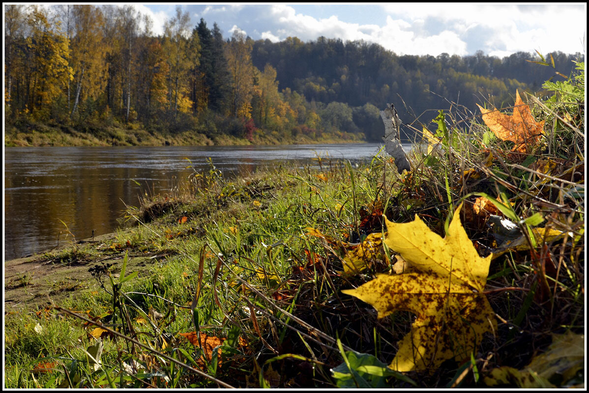 листья желтые под ноги ложатся... - Aleksandr Gal