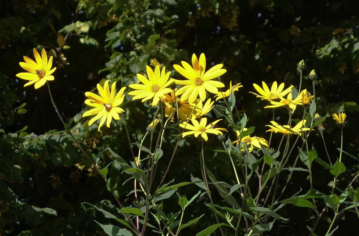 Топинамбур - Рита Симонова