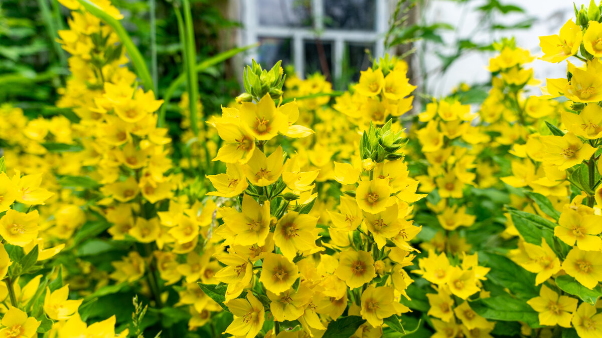 Желтое море - Владимир Иванович