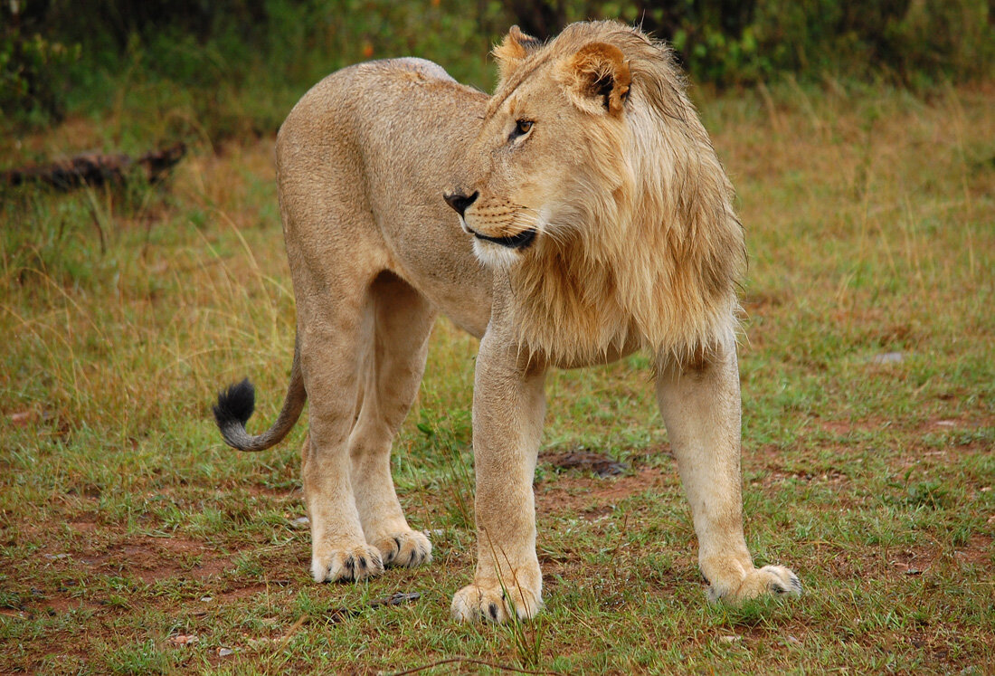 Молодой царь - Ирина С