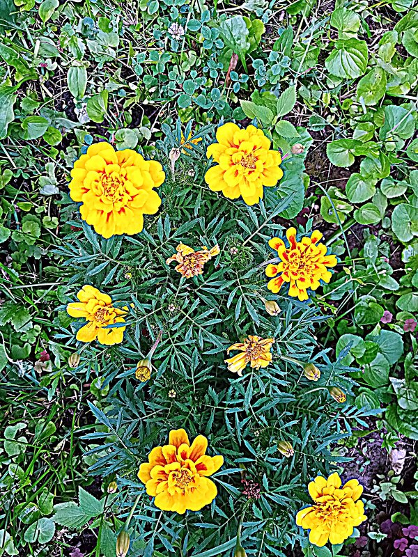 Цветы. - Владимир Драгунский