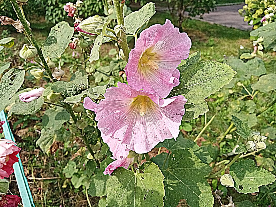 Цветы. - Владимир Драгунский