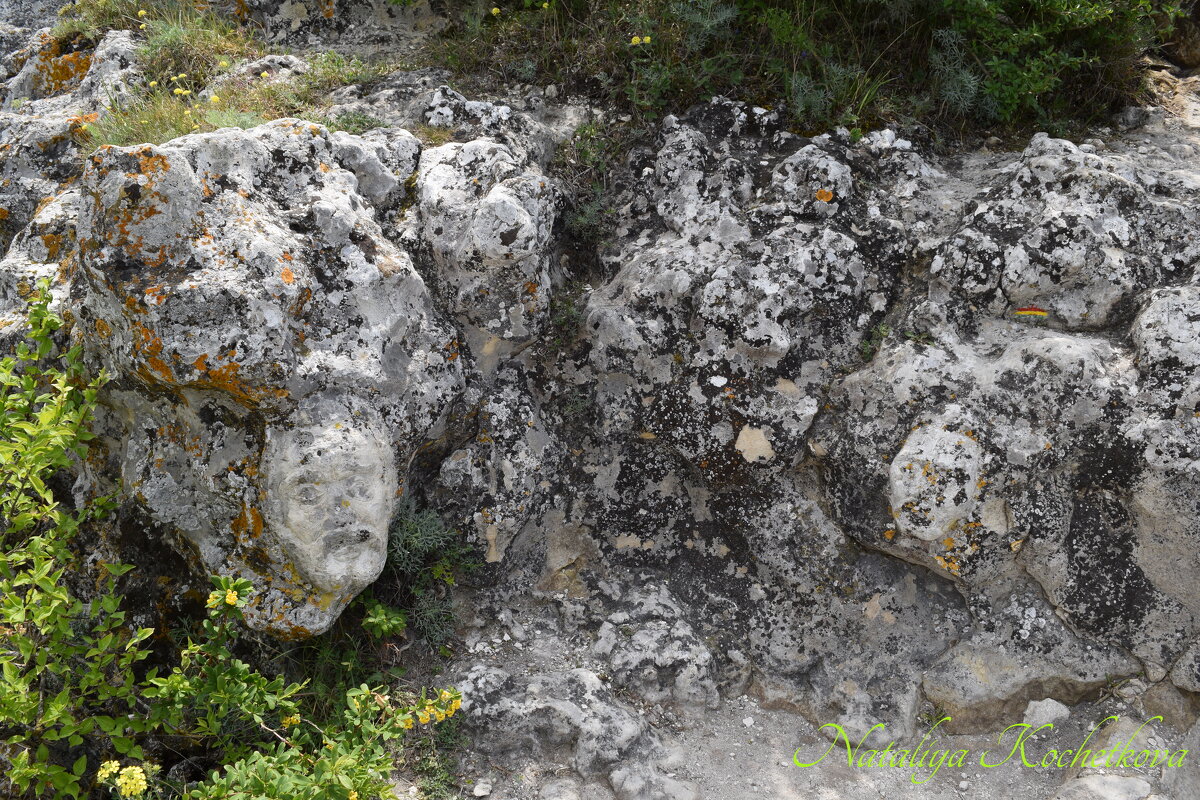 Природа Крыма - Amazing Cosmea