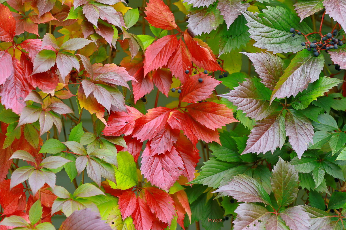 краски осени... - Andrey Bragin 