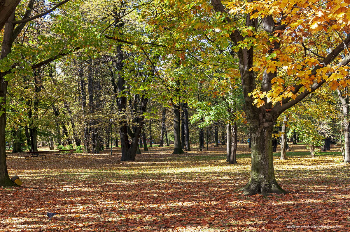 Осенний парк - Светлана Ищенко