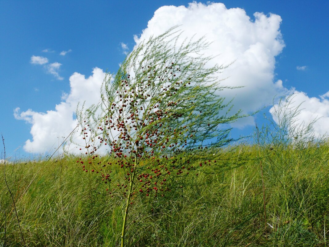 Спаржа на ветру - Елена Елена