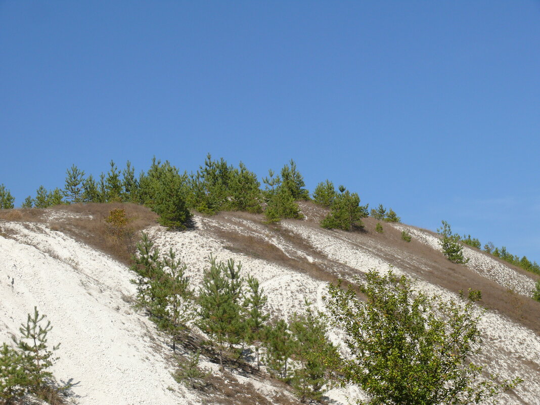 Сосны на меловом склоне - Елена Елена