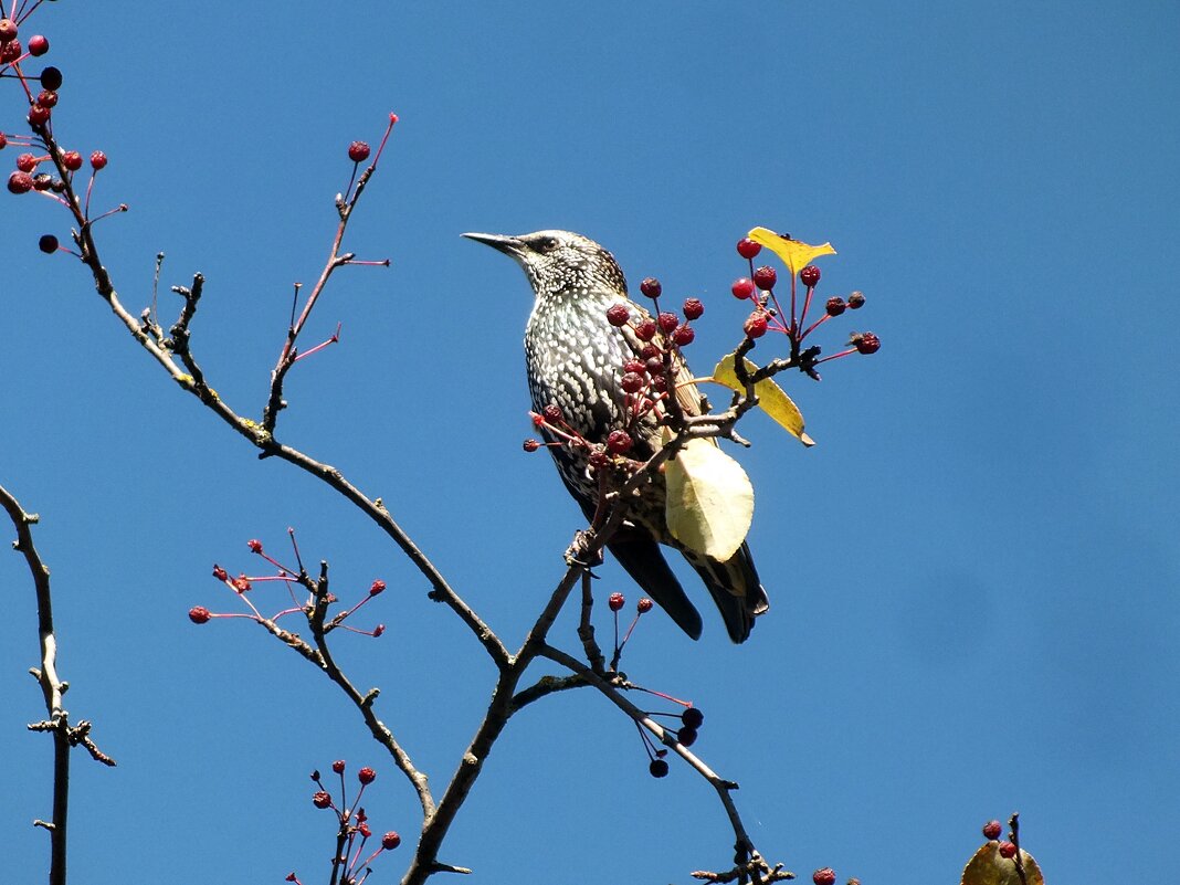 Скворушка - Зоя Мишина