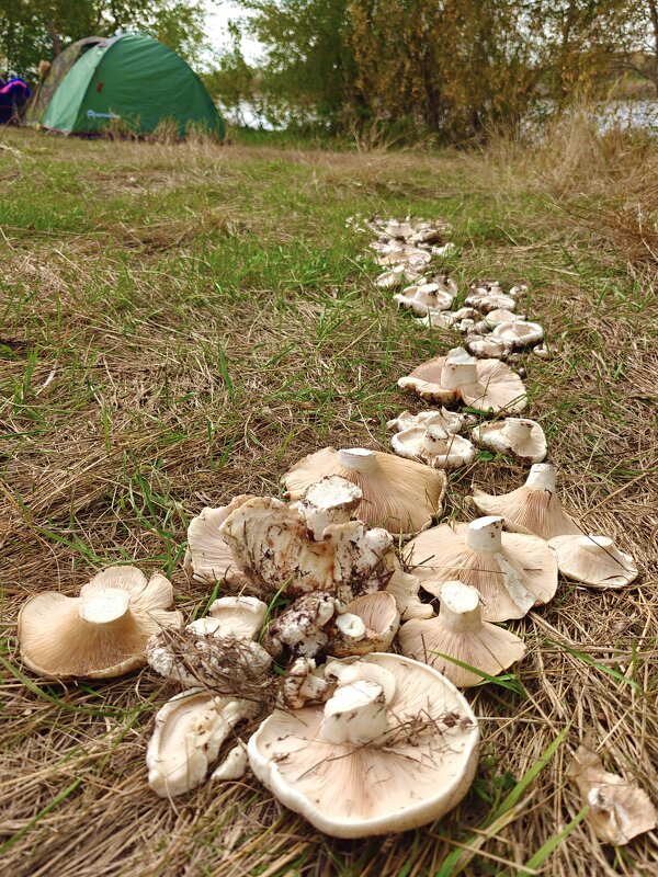 Грибная поляна - Надежда 