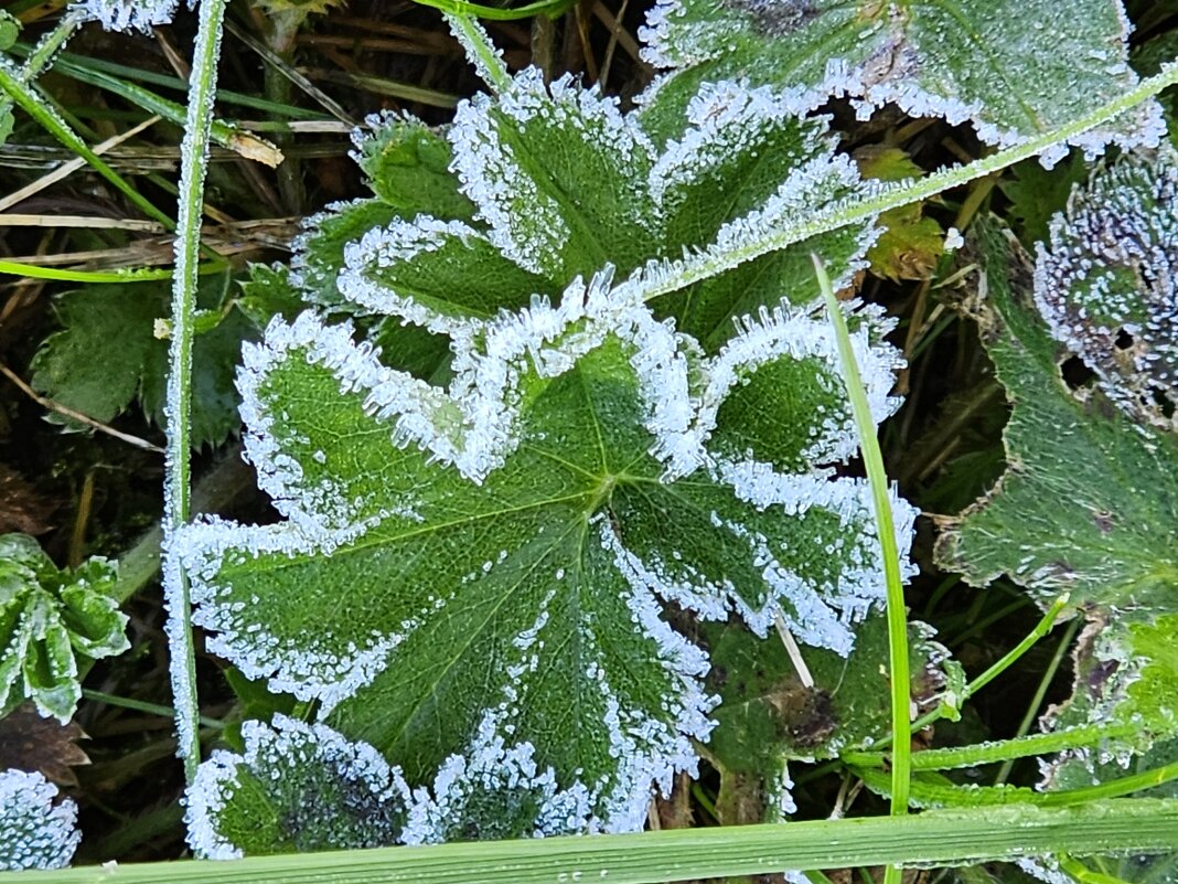 Октябрьское утро. - Галина Левина