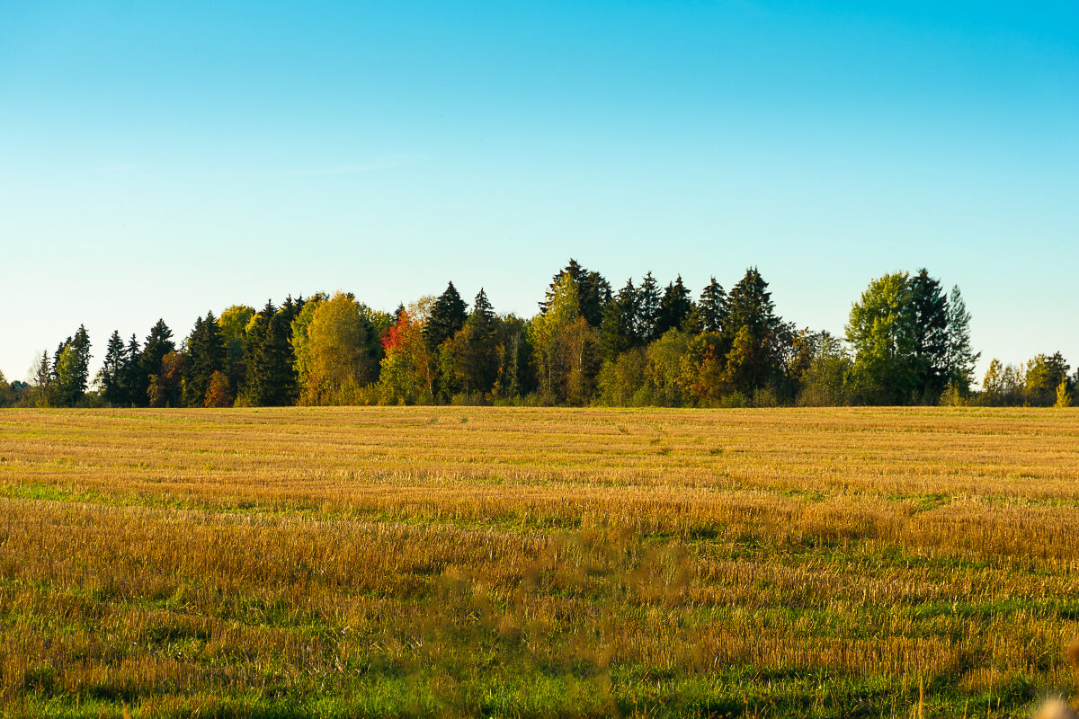 "Осенний марафон" 2 - Роман никандров