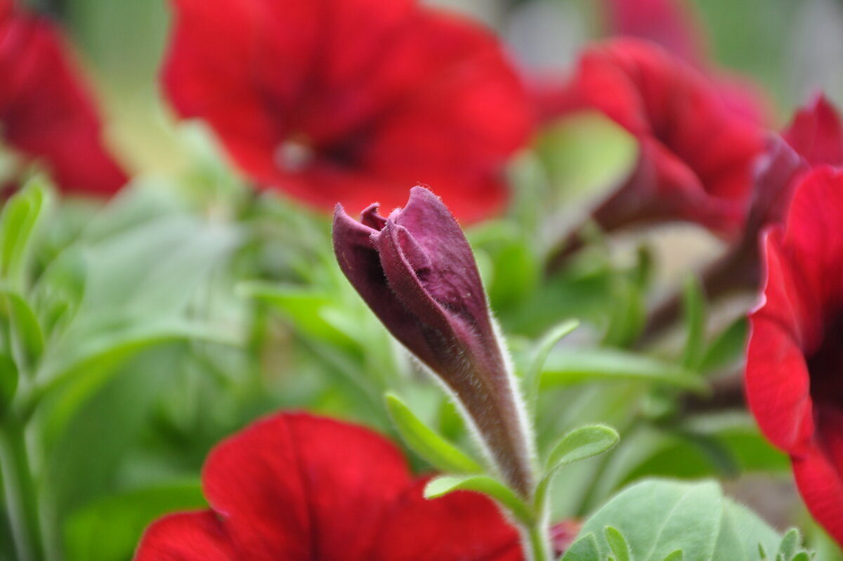 бутон - N_WORon 