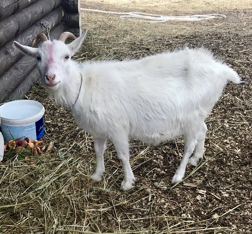 Машка - Татьяна 